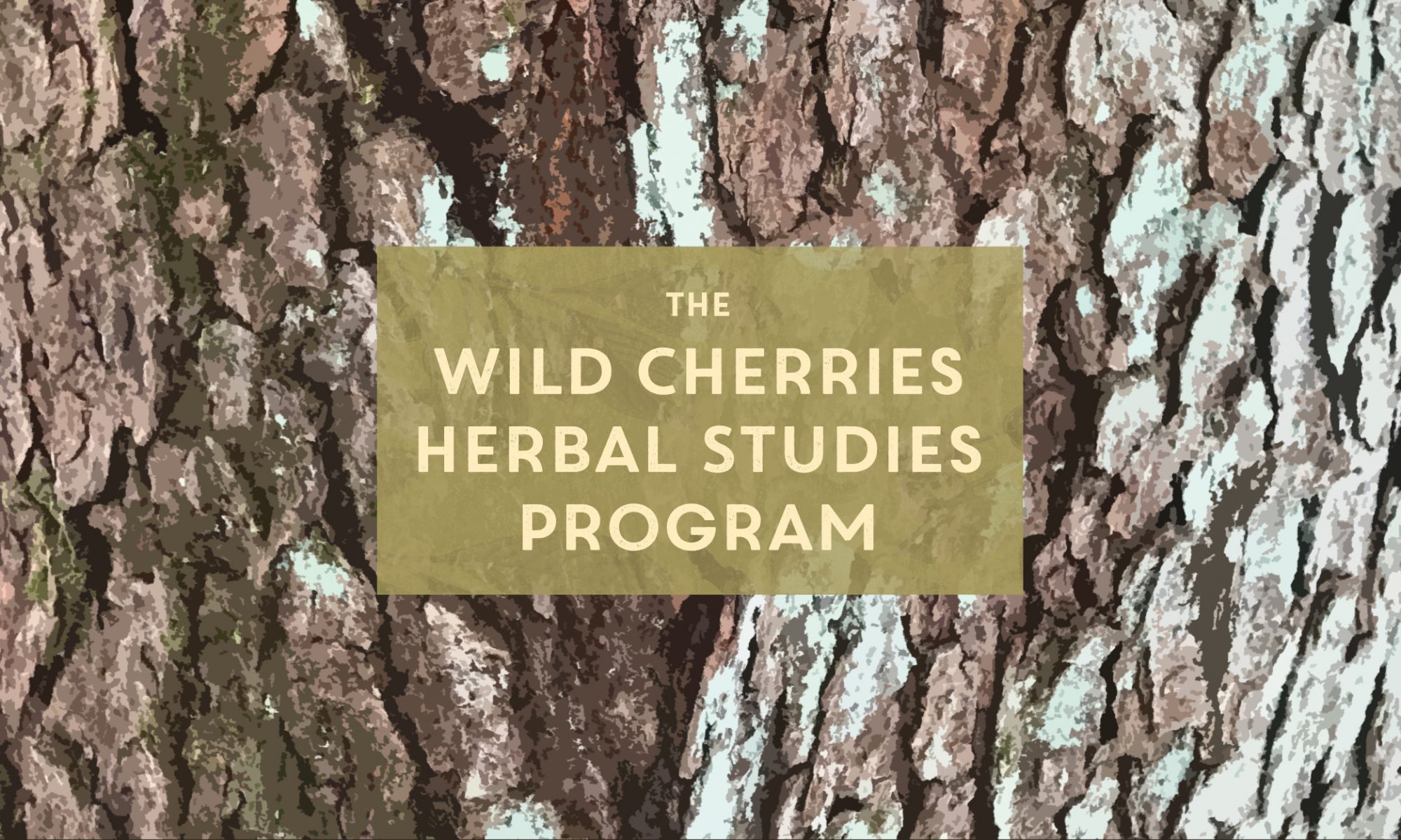 Text: Wild Cherries Herbal Studies Program, set on a background of cherry bark