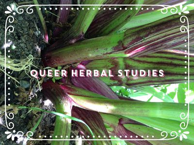 Class Title: Queer Herbal Studies (superimposed over the technicolor green and fuchsia stems of a rhubarb.)