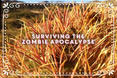 Class Title: Surviving the Zombie Apocalypse (superimposed over an image of the bright sunset-colored yellow and magenta spines of a barrel cactus.)