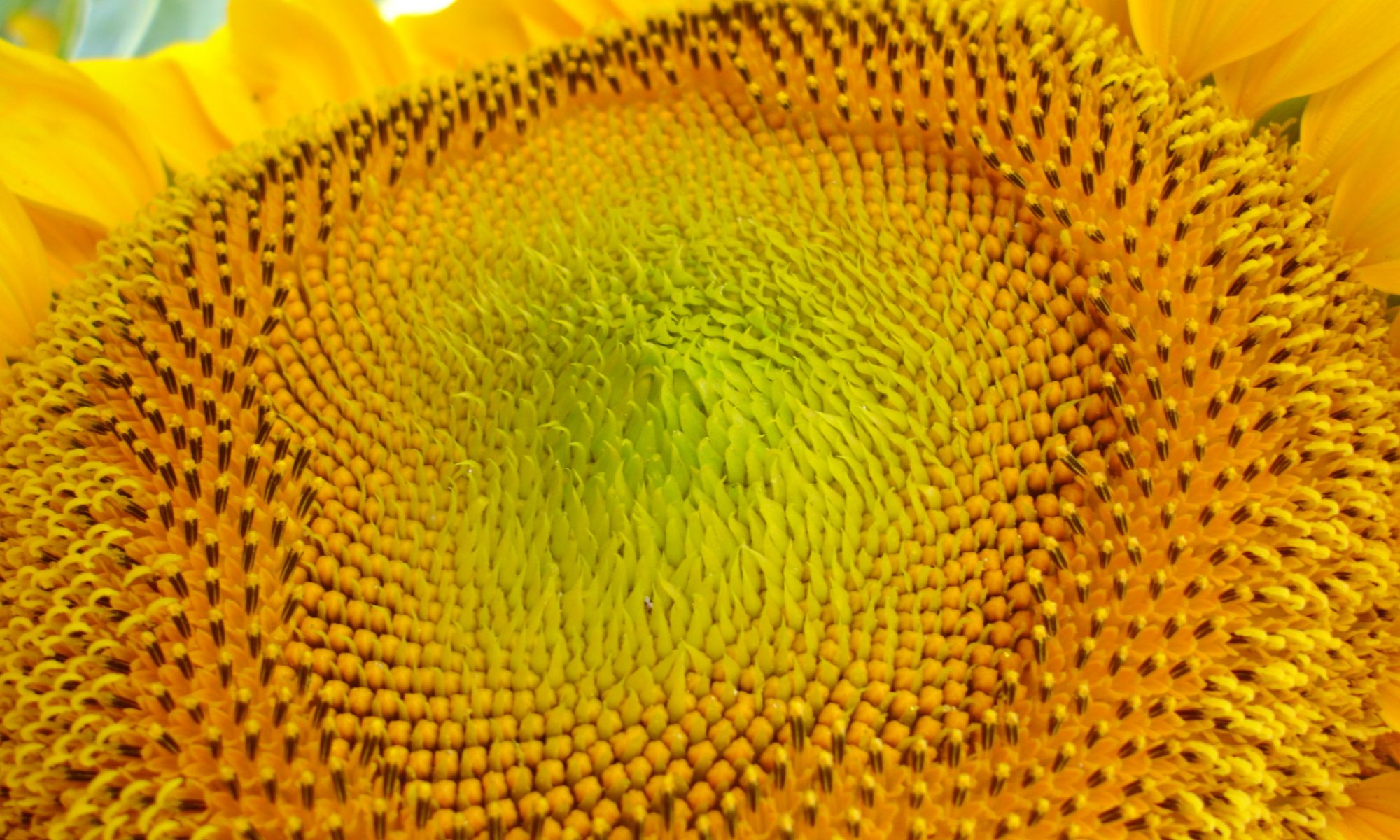 Close-up of a sunflower head.