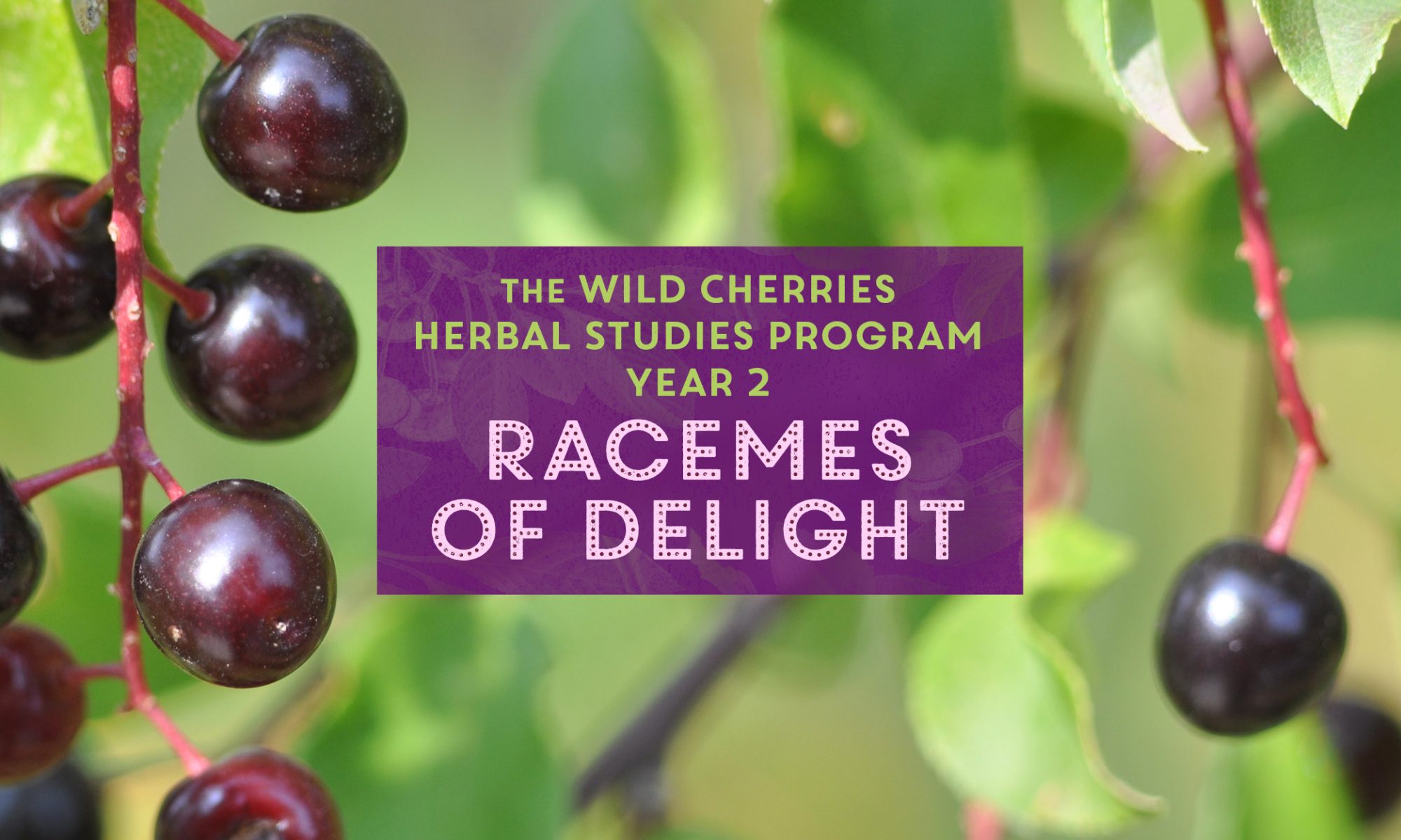 The Wild Cherries Herbal Studies Program Year 2: Racemes of Delight