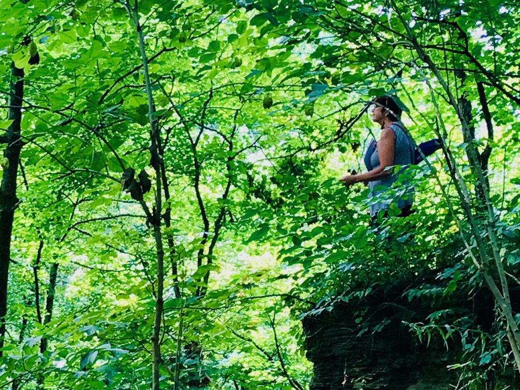 The blissed-out face of a 2017 Wild Cherry peeks through a forest of green