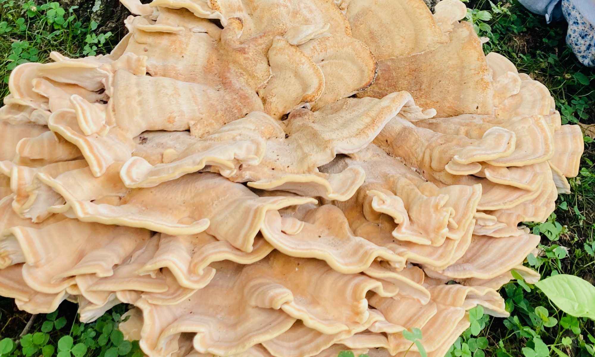 A hefty chicken-of-the-woods find!